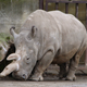 A northern white rhino at the Dvur Kralove zoo in the Czech Republic. (Image: Mistvan/Wikimedia Commons)
